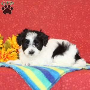 Rocky, Maltipoo Puppy